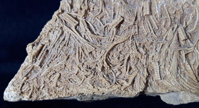 Pentacrinites aff. scalaris (GOLDFUSS 1831) - Bild &copy; FossNet FossilienStore